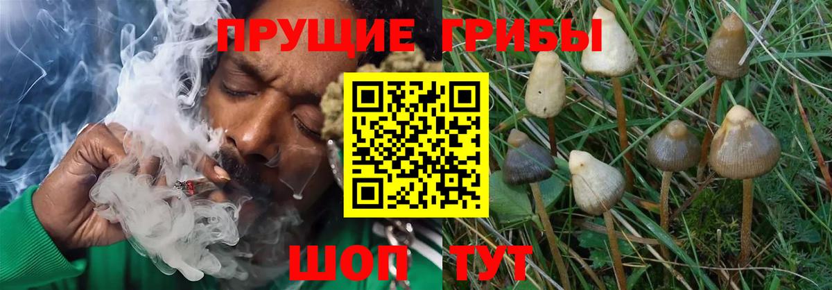 Псилоцибиновые грибы MAGIC MUSHROOMS Елец